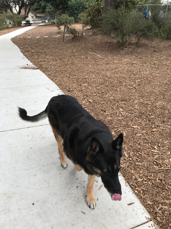 Pacchetti Dog Park