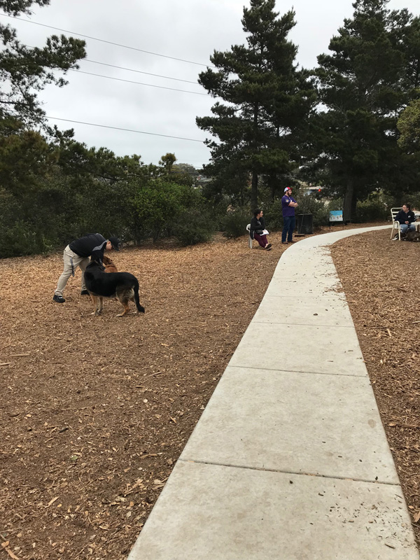 Pacchetti Dog Park Photos