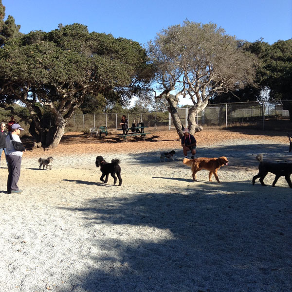 Pacchetti Dog Park Map